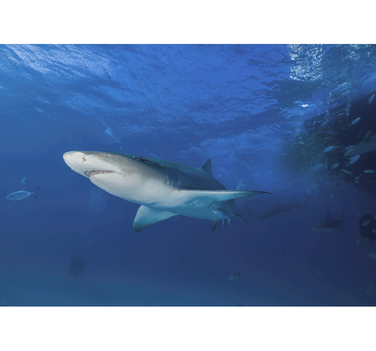 Shark swimming in the ocean wall mural - TenStickers