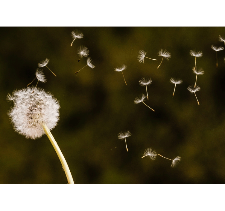 Dandelion flying in the wind flower wall mural - TenStickers