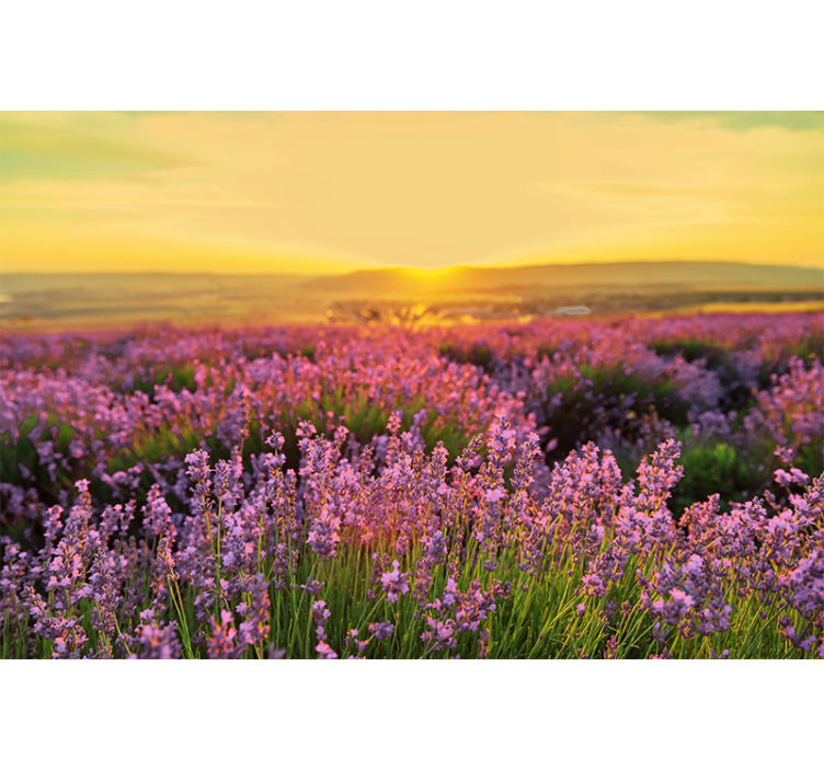 Flower mural lavender meadow dusk - TenStickers