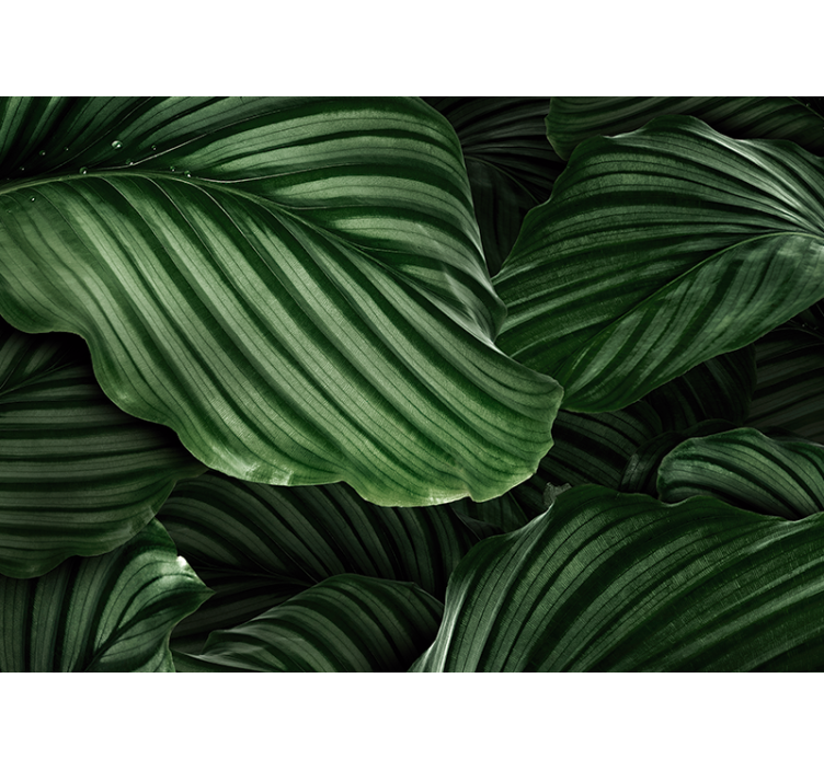 Nature wall mural lush greenery foliage - TenStickers