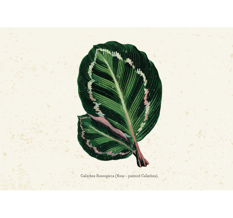 Flower mural calathea leaf artwork - TenStickers