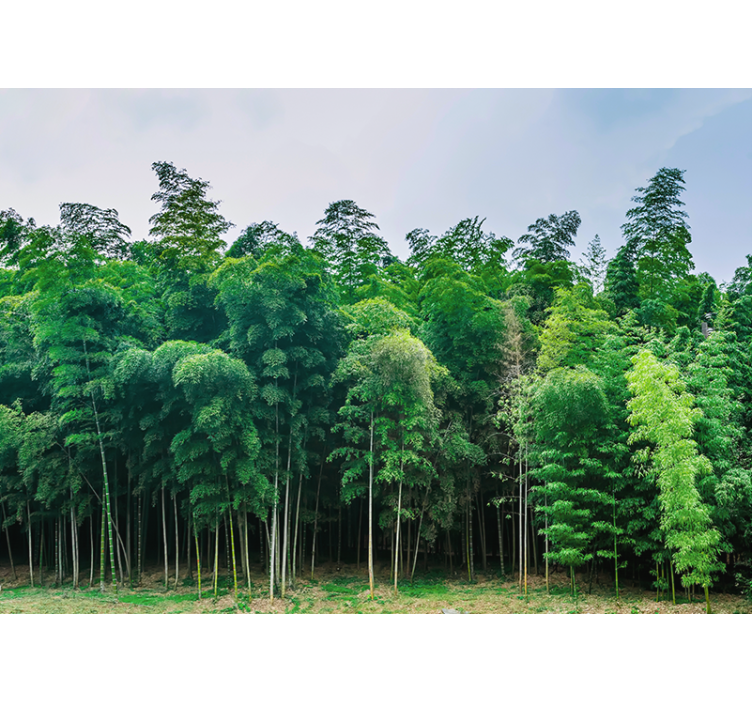 Green bamboo forest tree mural - TenStickers