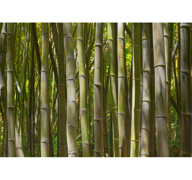 Natural bamboo forest tree mural - TenStickers