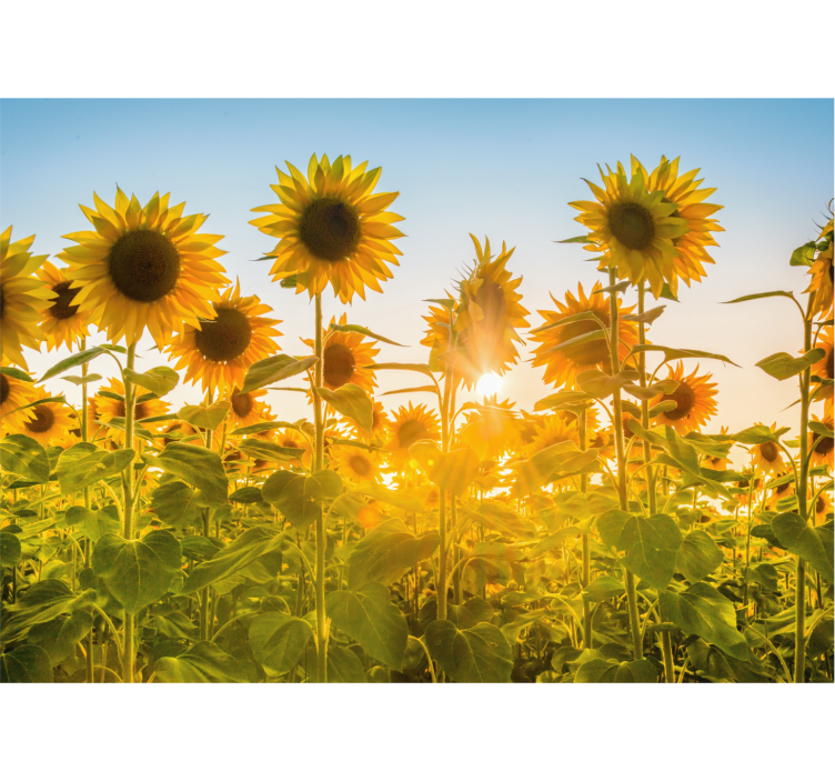 Sunflower Field Glow flower mural - TenStickers
