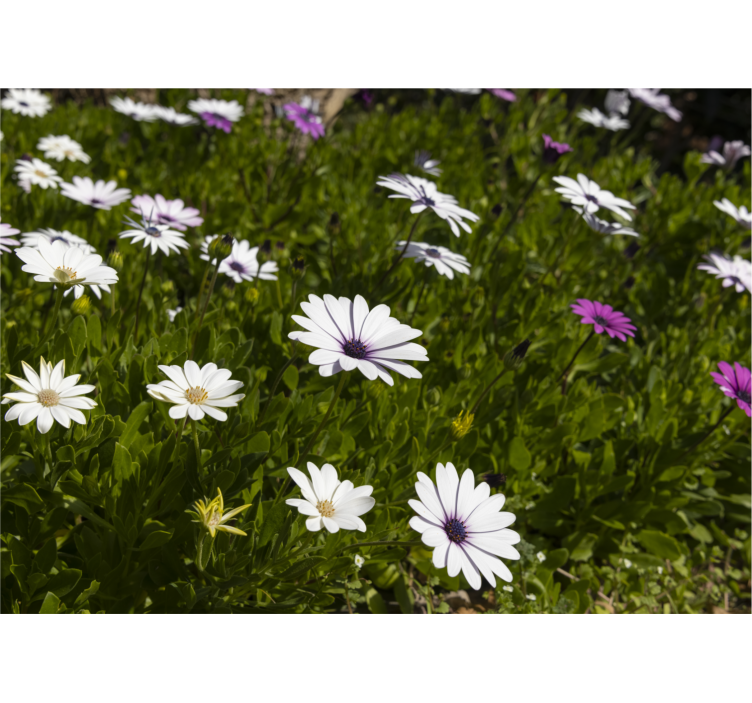 Flower mural daisies and greens - TenStickers