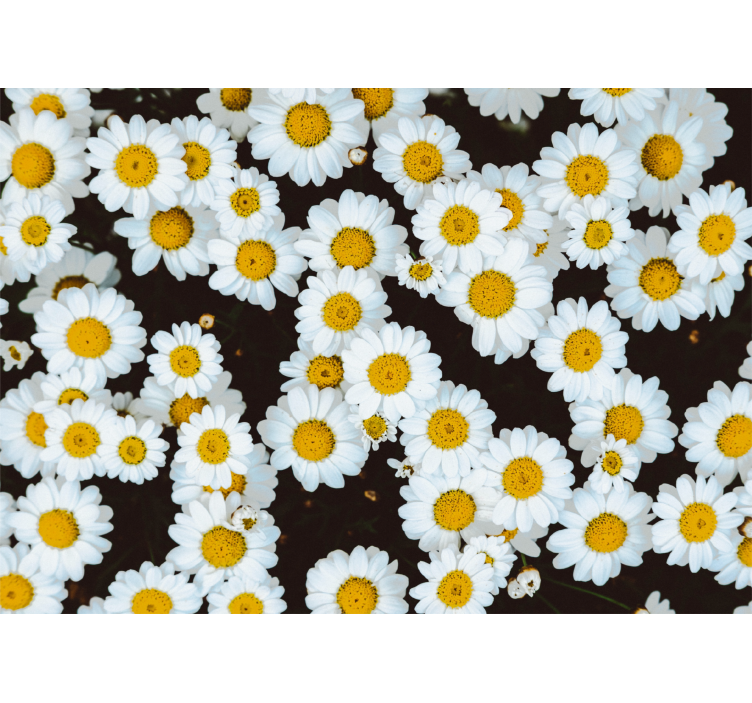 Flower mural chamomile floral design - TenStickers