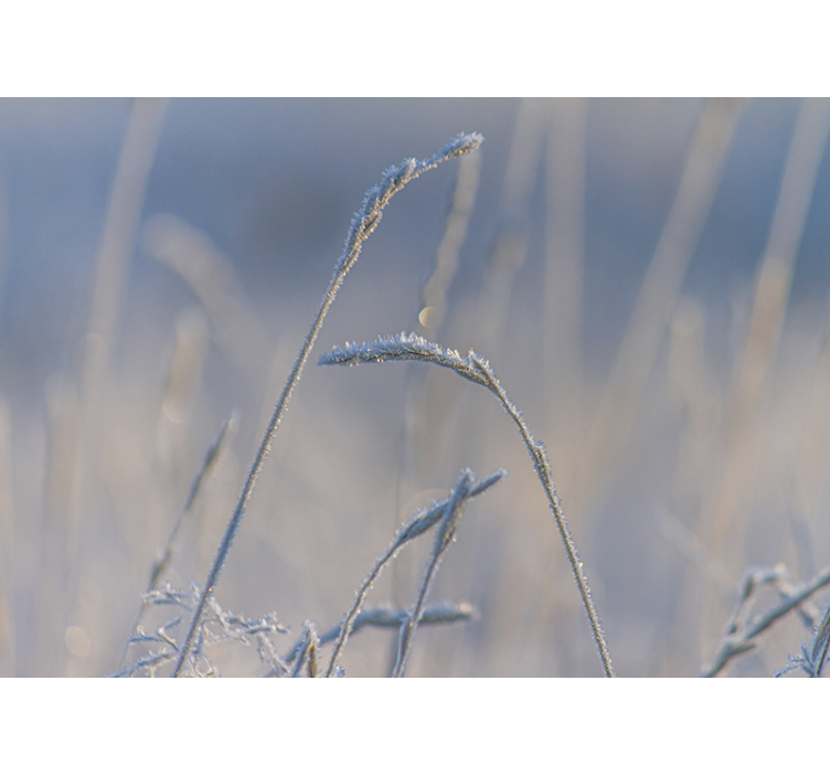 Nature wall mural frosty grass tips - TenStickers