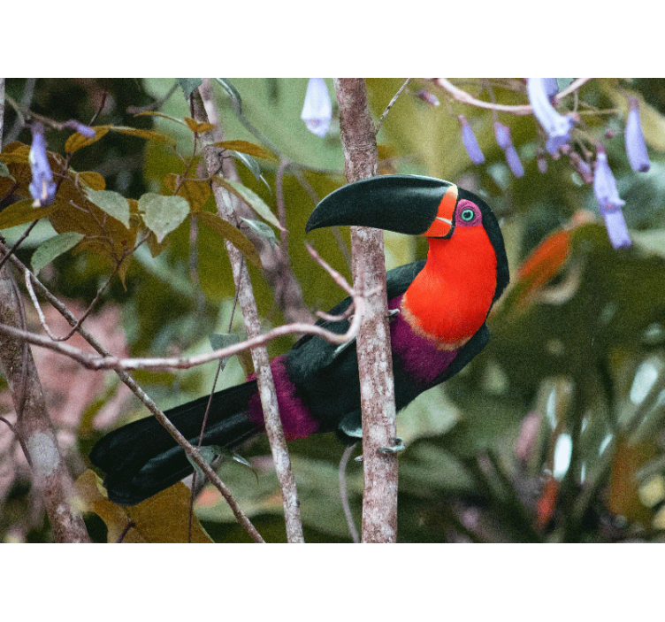 Beautiful colorful Bird africa wall mural - TenStickers