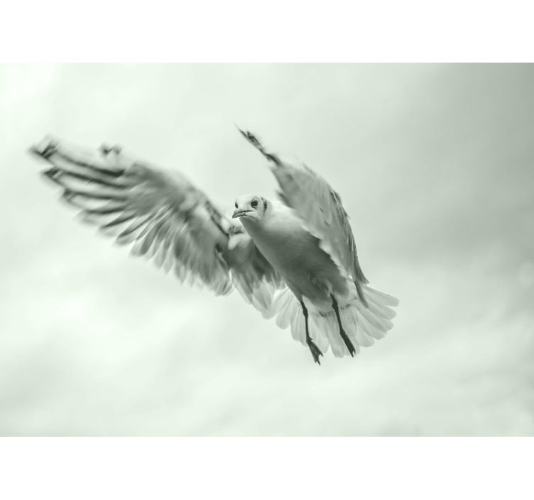 Flying white bird animal wall mural - TenStickers