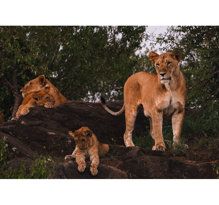 Cute Mom and Baby lions africa wall mural - TenStickers