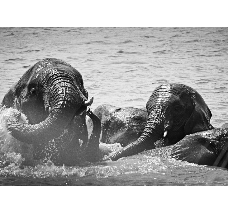 Animal wall mural elephants in water - TenStickers