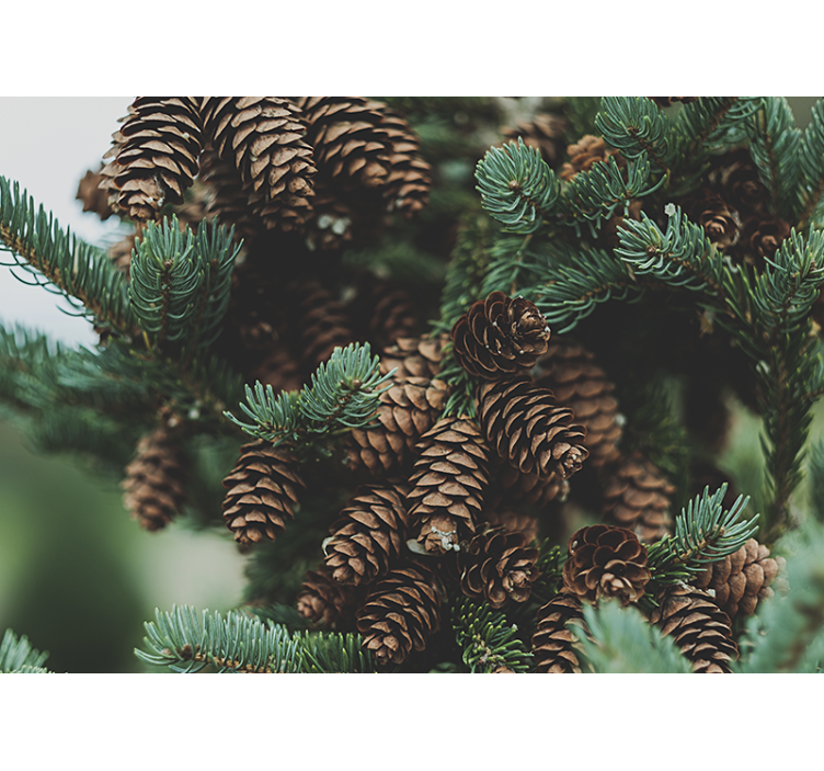 Tree mural pine cone cluster - TenStickers