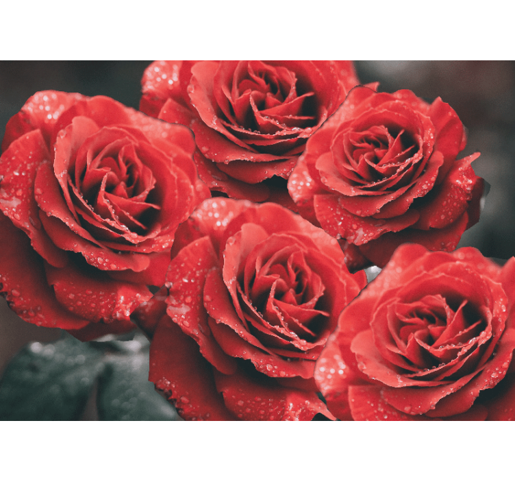 Flower mural crimson rose blossoms - TenStickers