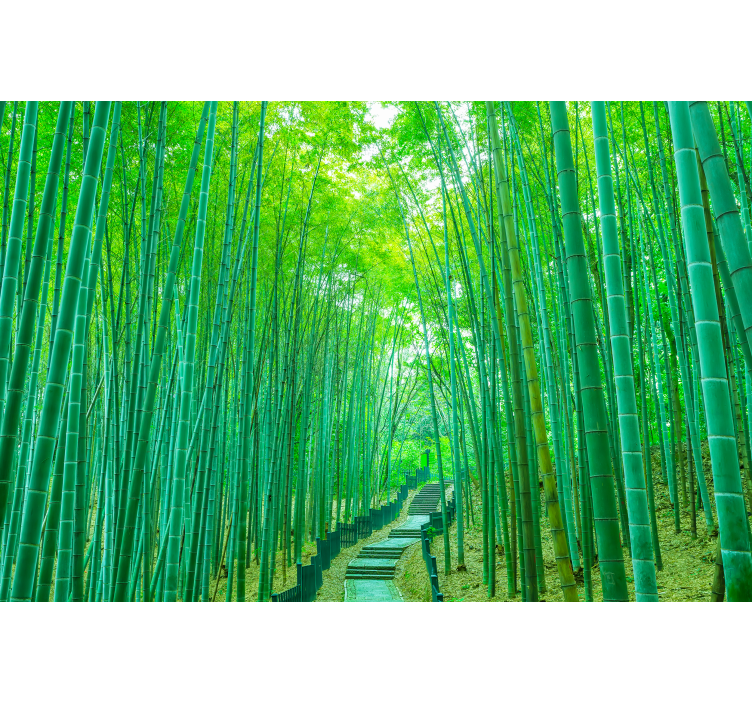 Light bamboo  path nature wall mural - TenStickers