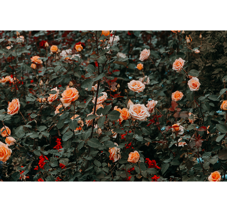 Rose "cottagecore" garden nature wall mural - TenStickers
