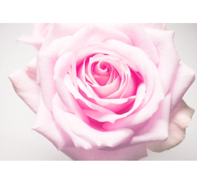 Elegant big pink rose wall mural - TenStickers