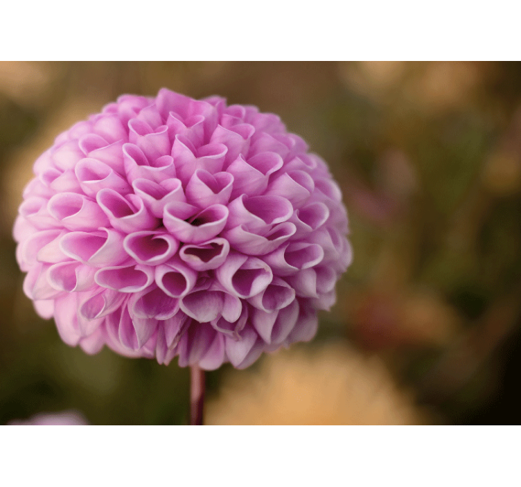 Elegant love heart pink  wallpaper photo - TenStickers