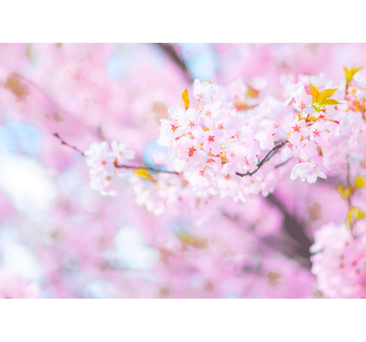 Flower mural cherry blossom beauty - TenStickers