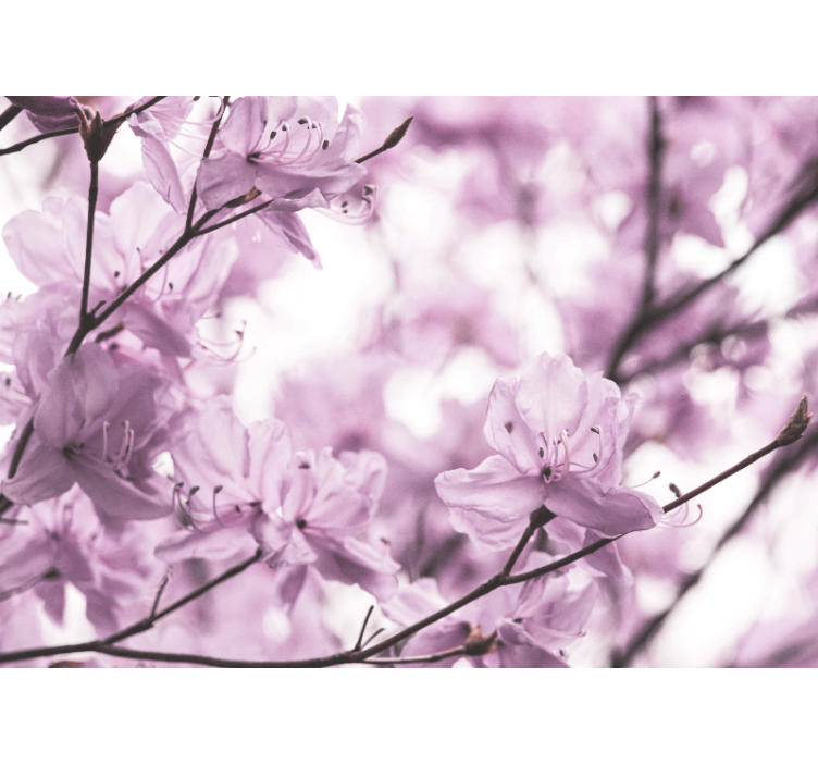 Delicate Pink Blossoms flower mural - TenStickers