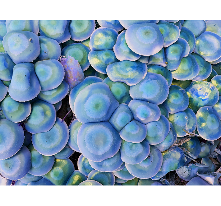 Nature wall mural colorful succulent detail - TenStickers