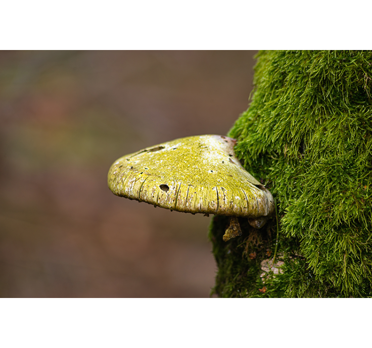 Green mushrooms in a tree nature wall mural - TenStickers