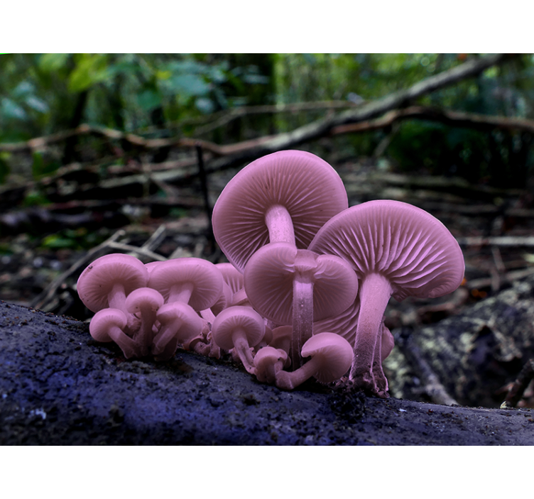 Pink mushrooms nature wall mural - TenStickers