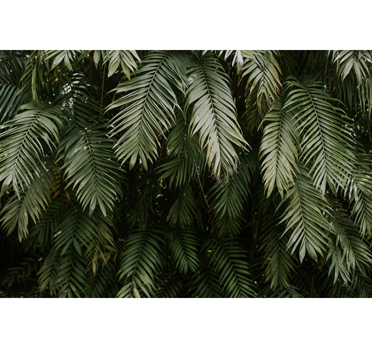 Green palm tree leaves nature wall mural - TenStickers