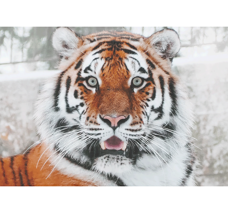 Animal wall mural regal tiger design - TenStickers