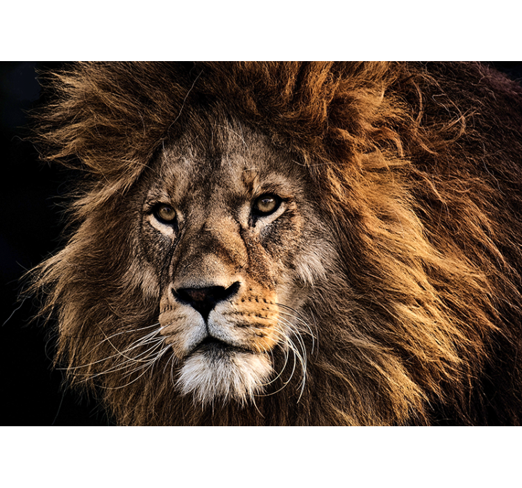 Huge realistic lion face lion wall mural - TenStickers