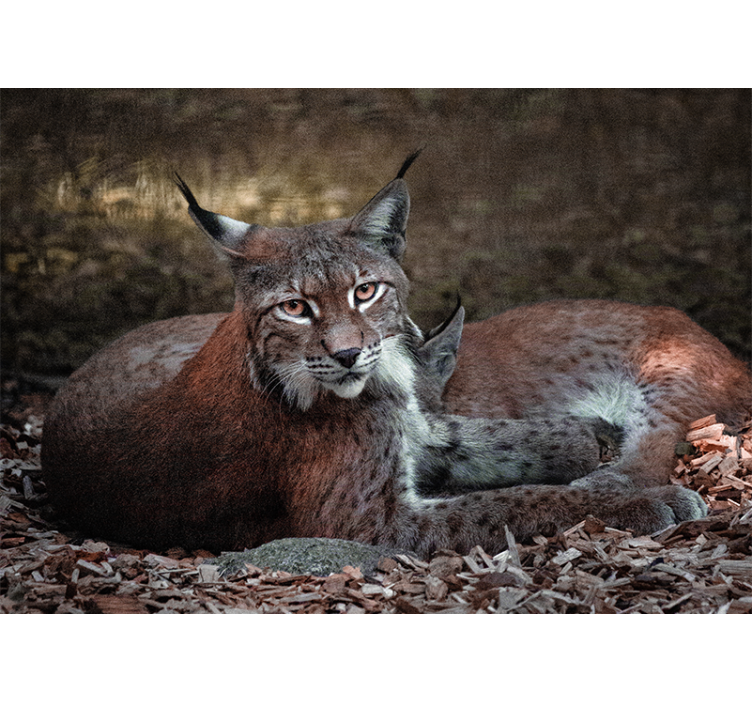 Animal wall mural lynx sleeping pair - TenStickers