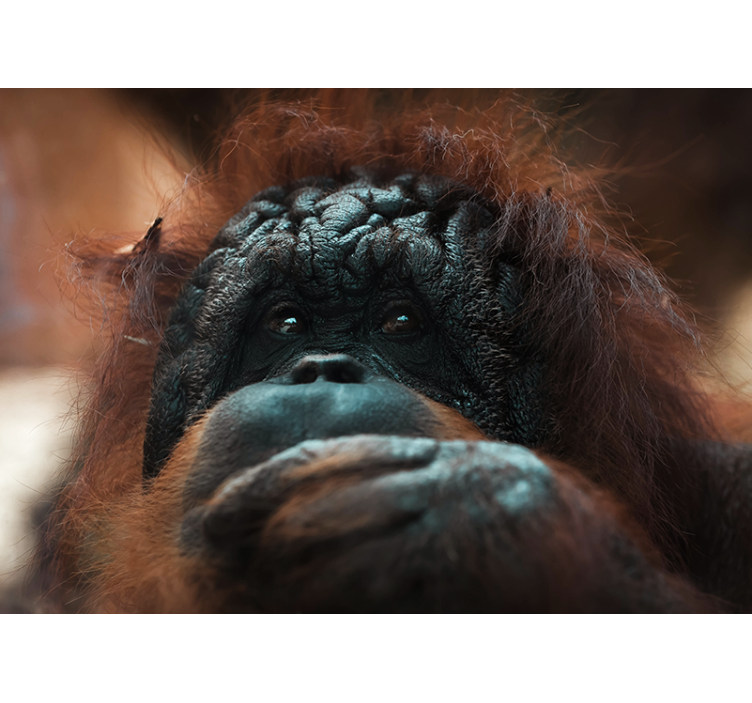 Animal wall mural orangutan's thoughtful gaze - TenStickers