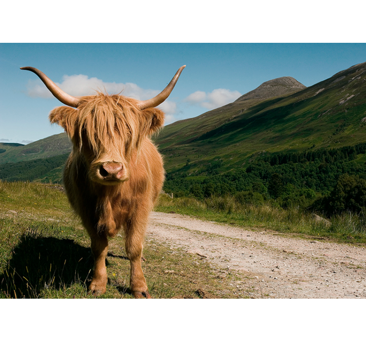 Highland Cattle Portrait animal wall mural - TenStickers