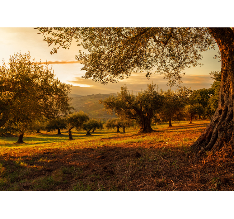 Mediterranean Grove landscape mural wallpaper - TenStickers