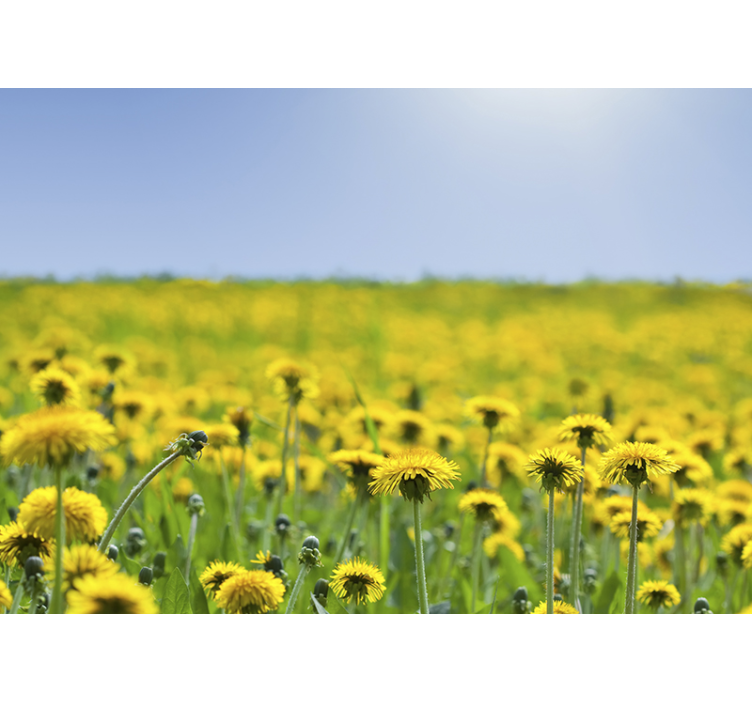 Dandelion mural dandelion field art decor - TenStickers
