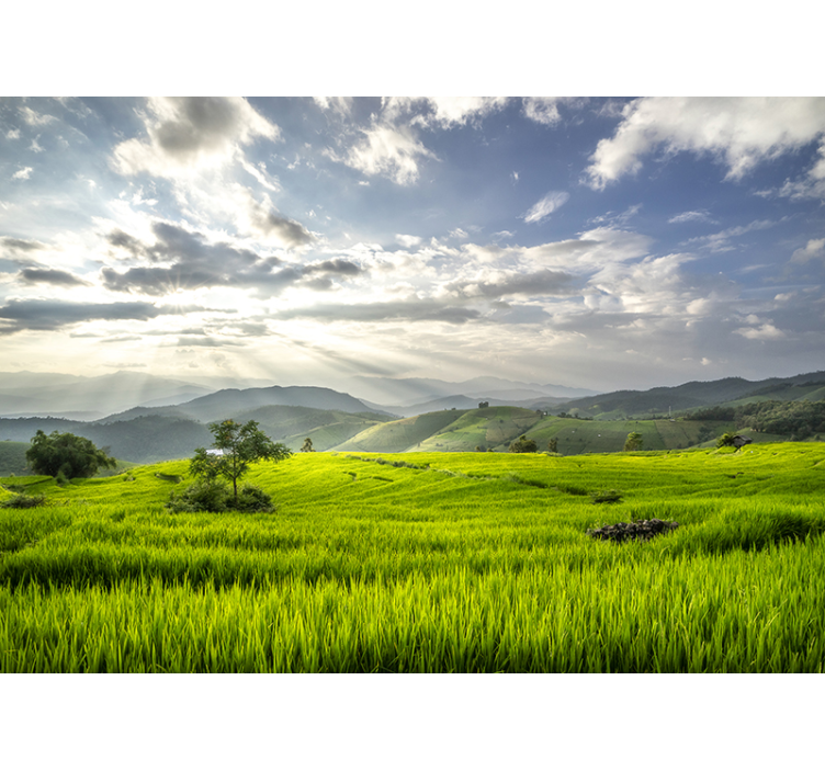 Serene Green Fields landscape mural wallpaper - TenStickers