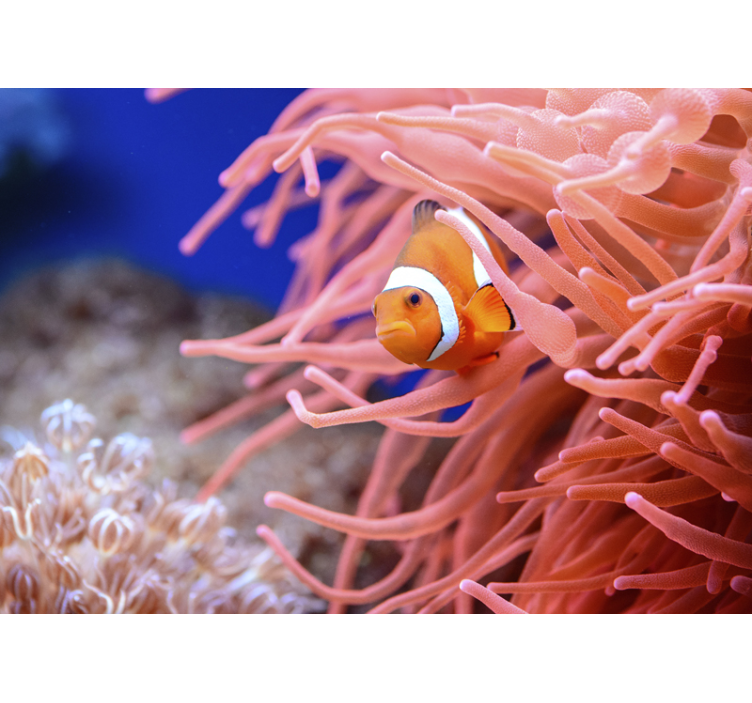 Clownfish animal wall mural - TenStickers