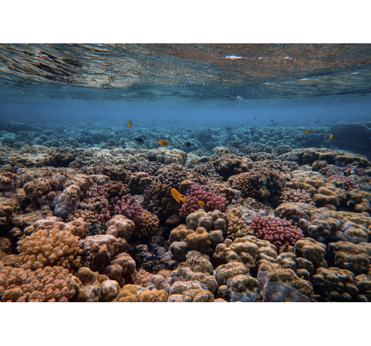 Sea mural coral reef ecosystem - TenStickers