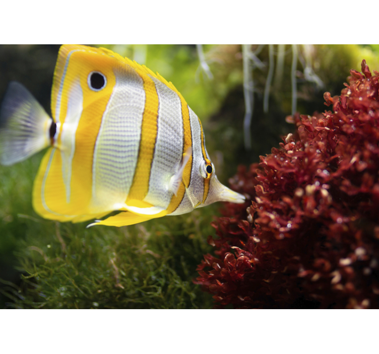 Vibrant Butterfly Fish animal wall mural - TenStickers