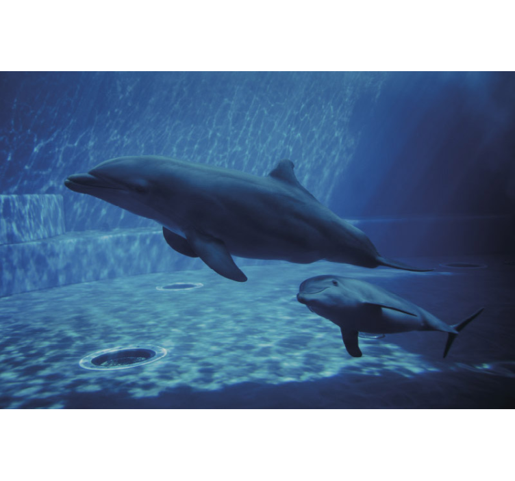 Dolphins Swimming Together animal wall mural - TenStickers