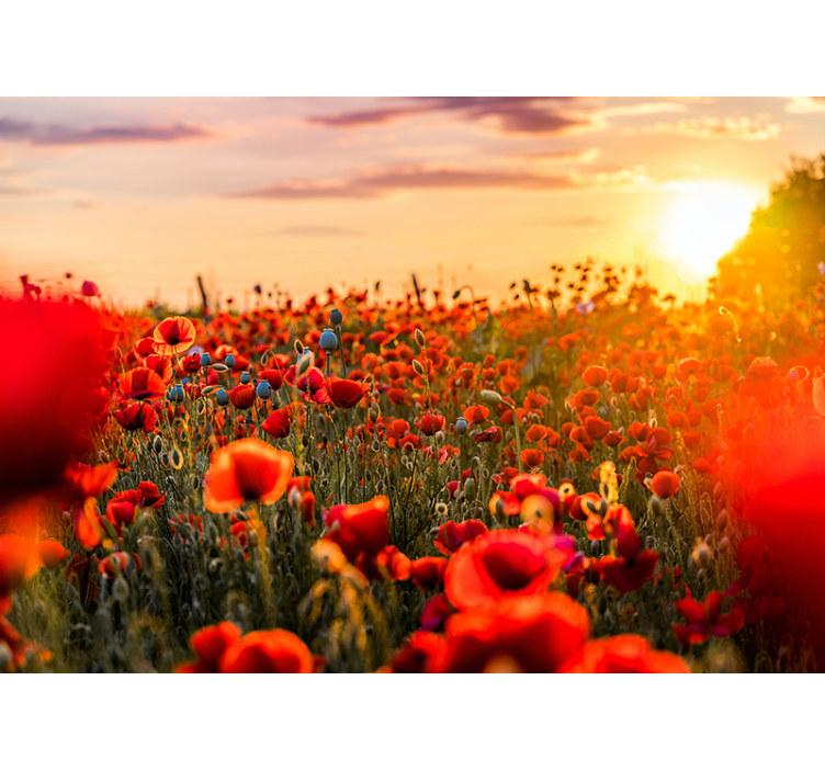 Poppy field at sunset wall mural - TenStickers