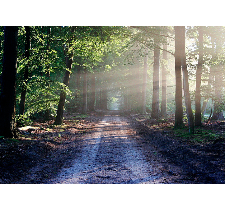 Forest wall mural illuminated woodland path - TenStickers