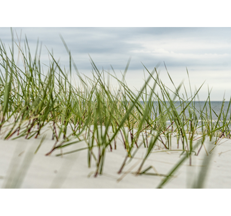 Coastal Dune Tranquility sea mural - TenStickers