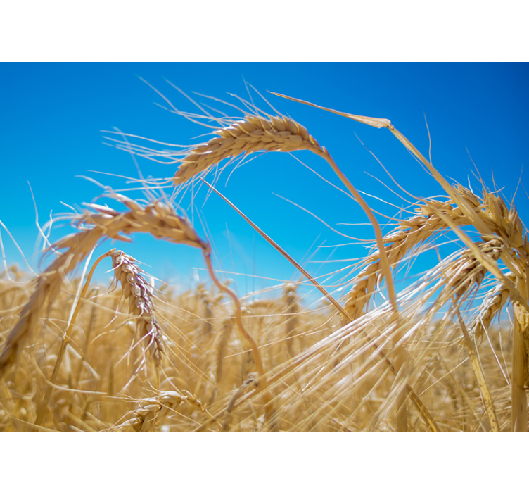 Nature wall mural wheat field landscape - TenStickers
