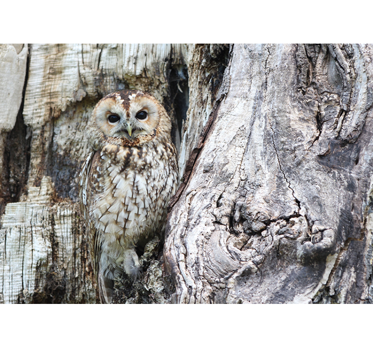 Camouflaged owl wall mural - TenStickers