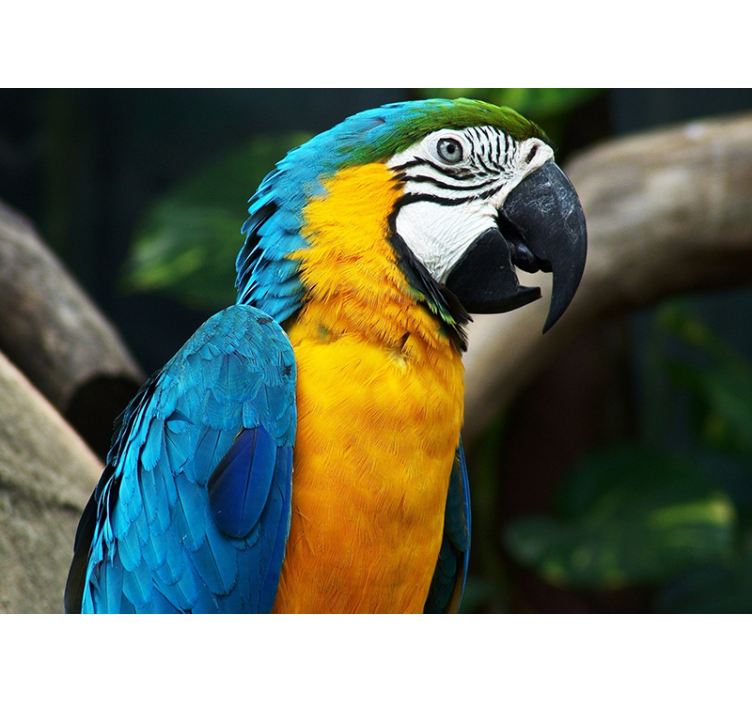 Caribbean Parrot wall mural - TenStickers