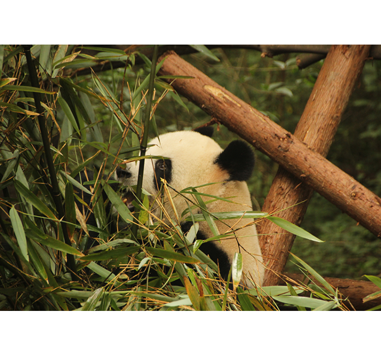 Panda Among Bamboo animal wall mural - TenStickers
