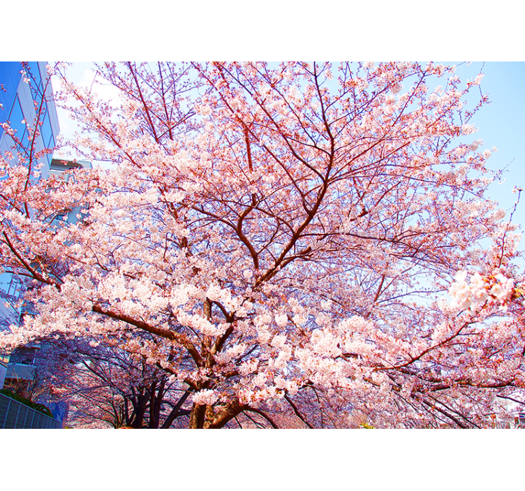 Flower mural cherry blossom enchantment - TenStickers