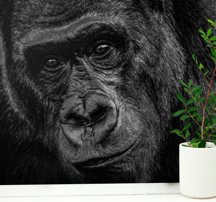 Boss Of the Jungle Gorilla  africa wall mural - TenStickers