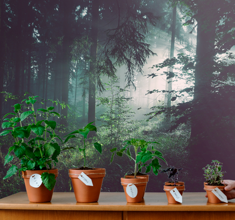 Deep light green Forest Wall Mural - TenStickers