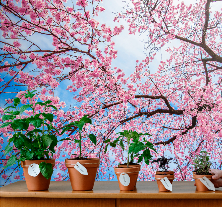 Flower mural blooming cherry blossoms - TenStickers